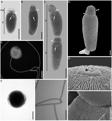 Fluctuating Starvation Conditions Modify Host-Symbiont Relationship Between a Leaf Beetle and Its Newly Identified Gregarine Species